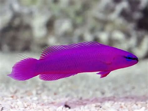 The Complete Orchid Dottyback Care Guide .